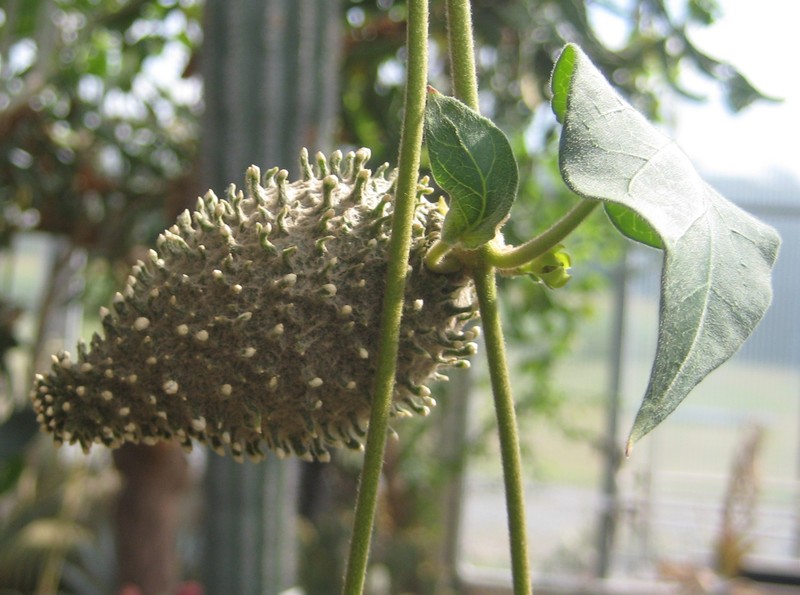 Beach Milkvine photo 7