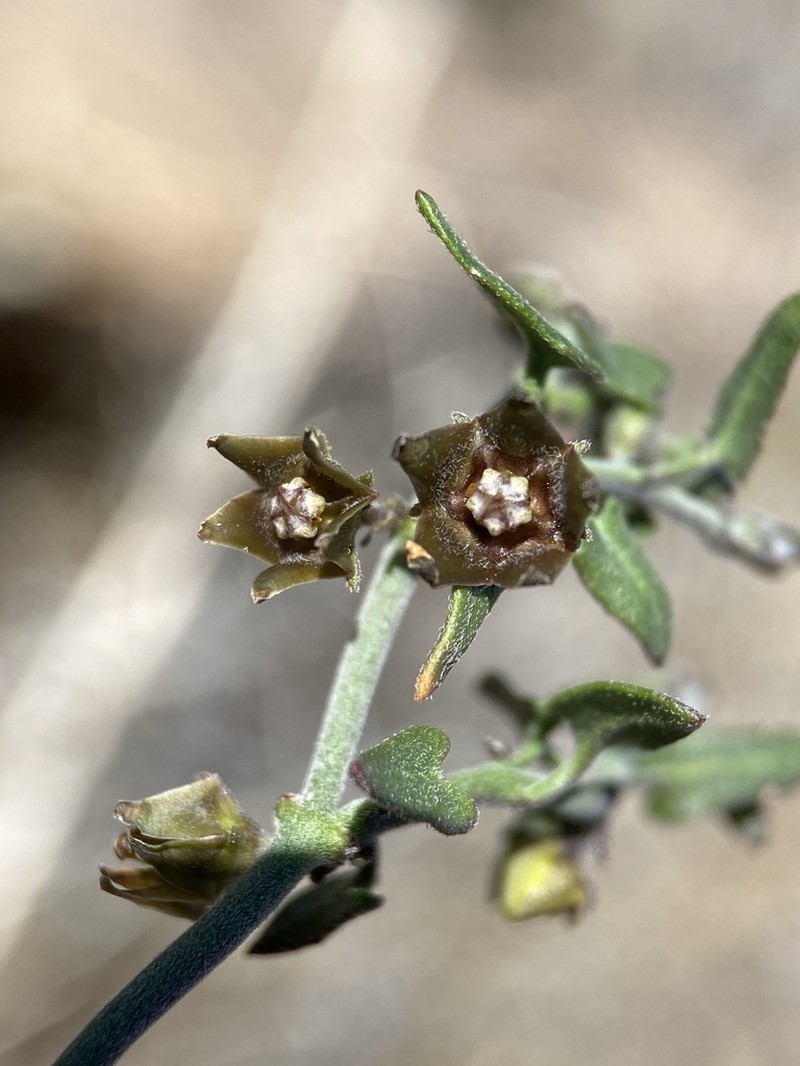 Spearleaf
