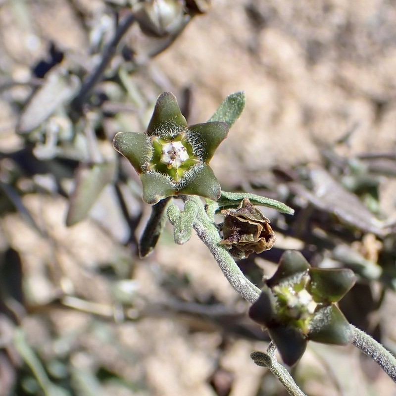 Spearleaf photo 2