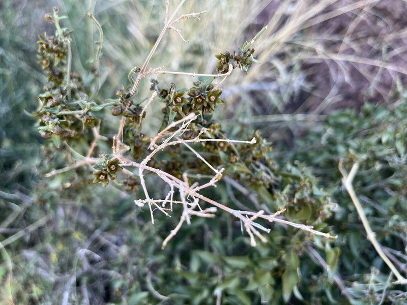 Spearleaf photo 3