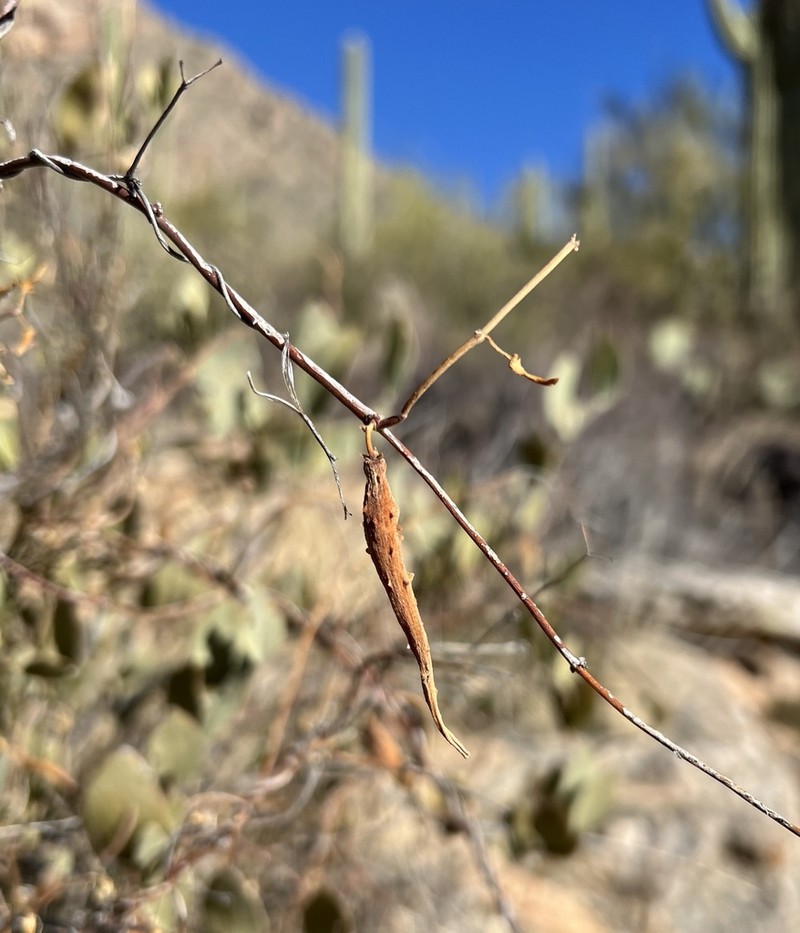 Spearleaf photo 6