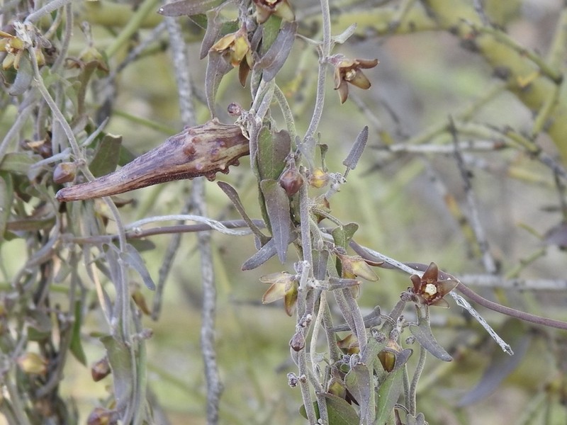 Spearleaf photo 7