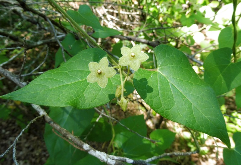 Netted Milkvine