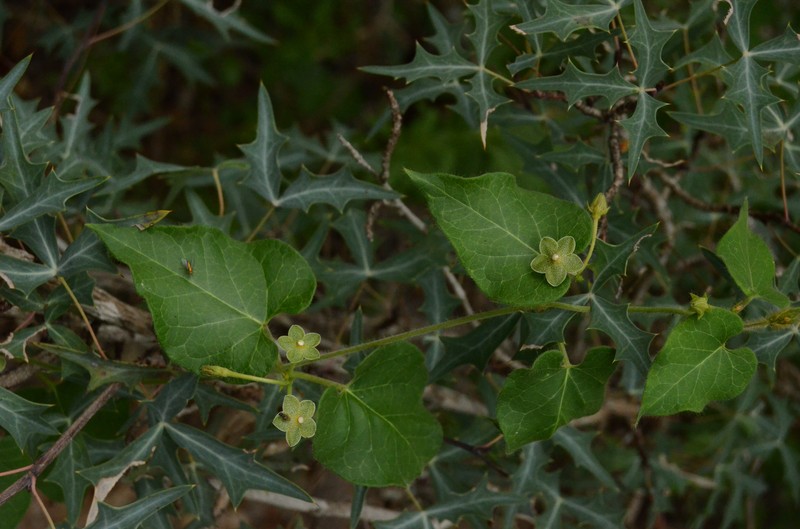 Netted Milkvine photo 2
