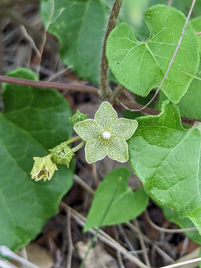 Netted Milkvine photo 3