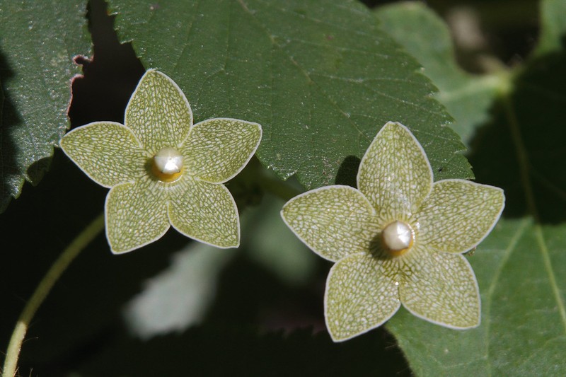 Netted Milkvine photo 4