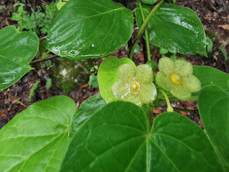 Netted Milkvine photo 5