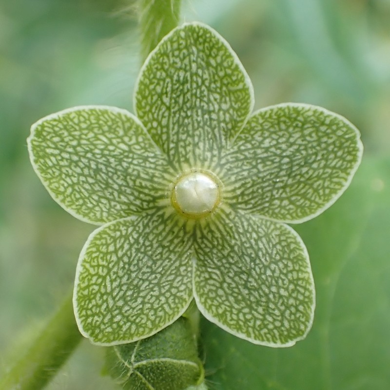 Netted Milkvine photo 6