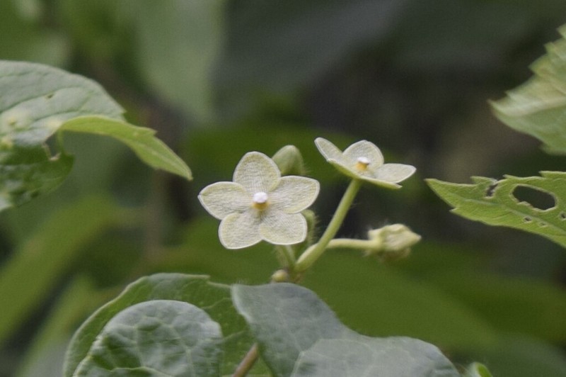 Netted Milkvine photo 7