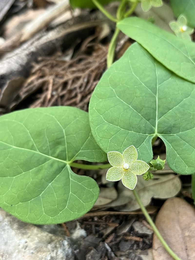 Netted Milkvine photo 8