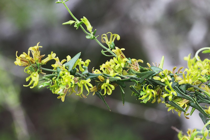 Arrowleaf Milkvine