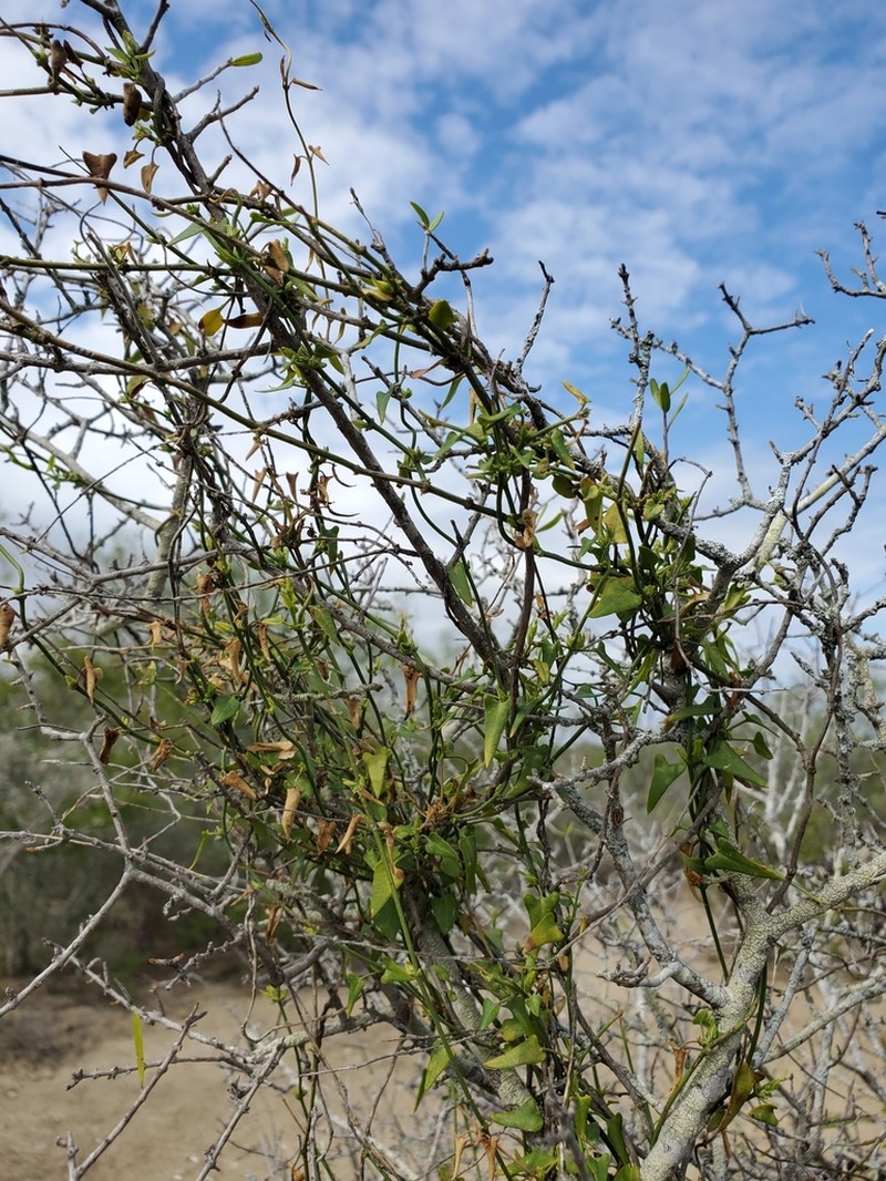 Arrowleaf Milkvine photo 2