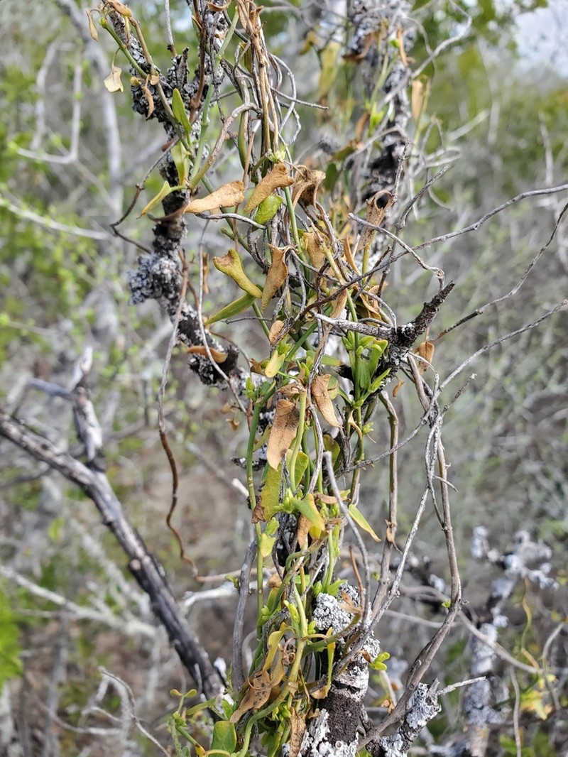 Arrowleaf Milkvine photo 3