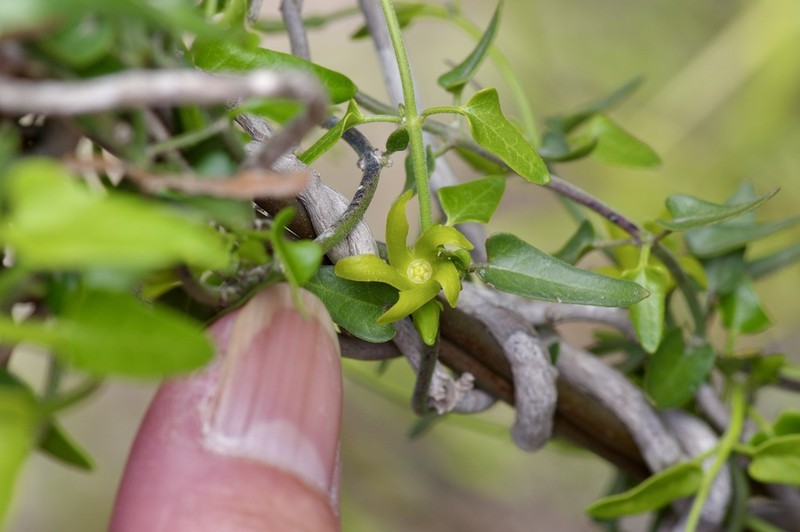 Arrowleaf Milkvine photo 4