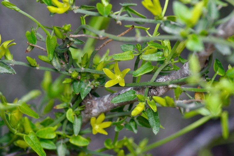 Arrowleaf Milkvine photo 5