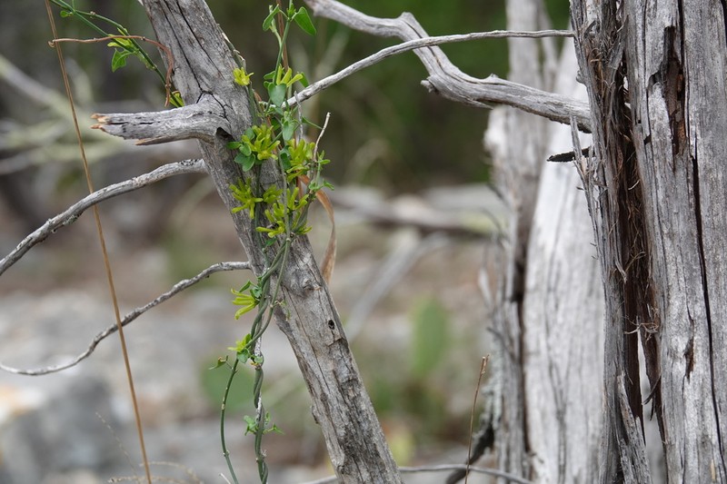 Arrowleaf Milkvine photo 6
