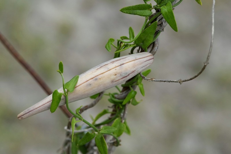 Arrowleaf Milkvine photo 8