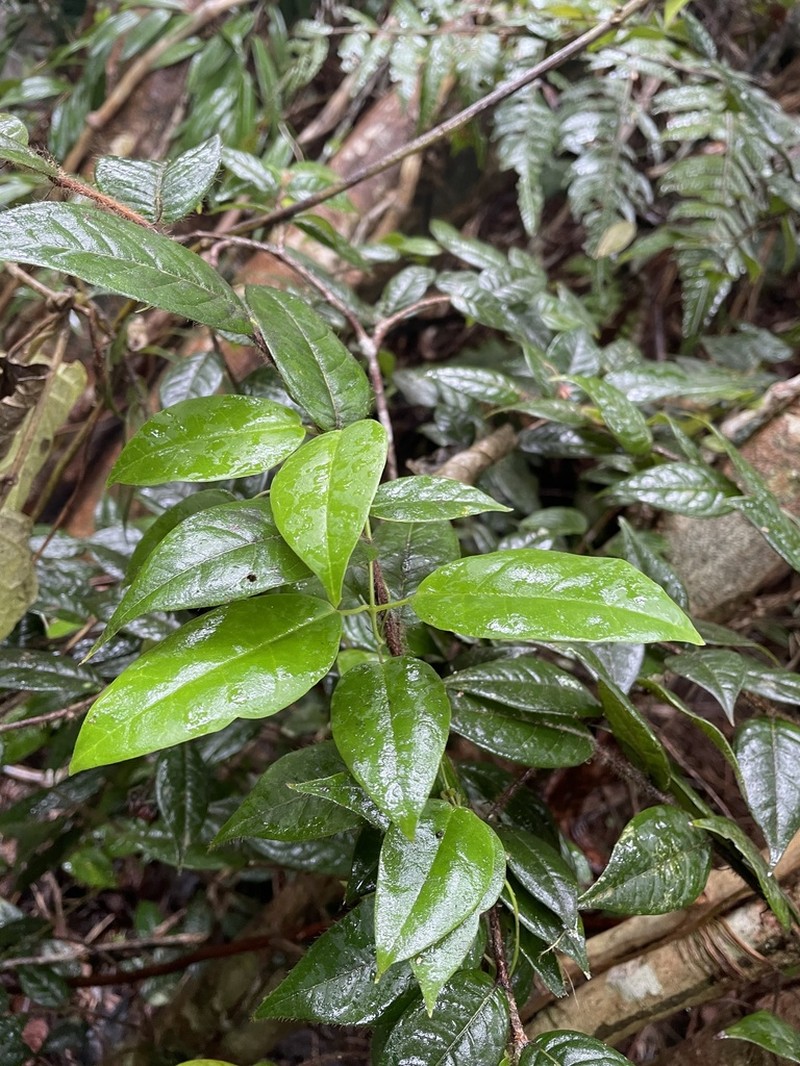 Sintenis' Milkvine