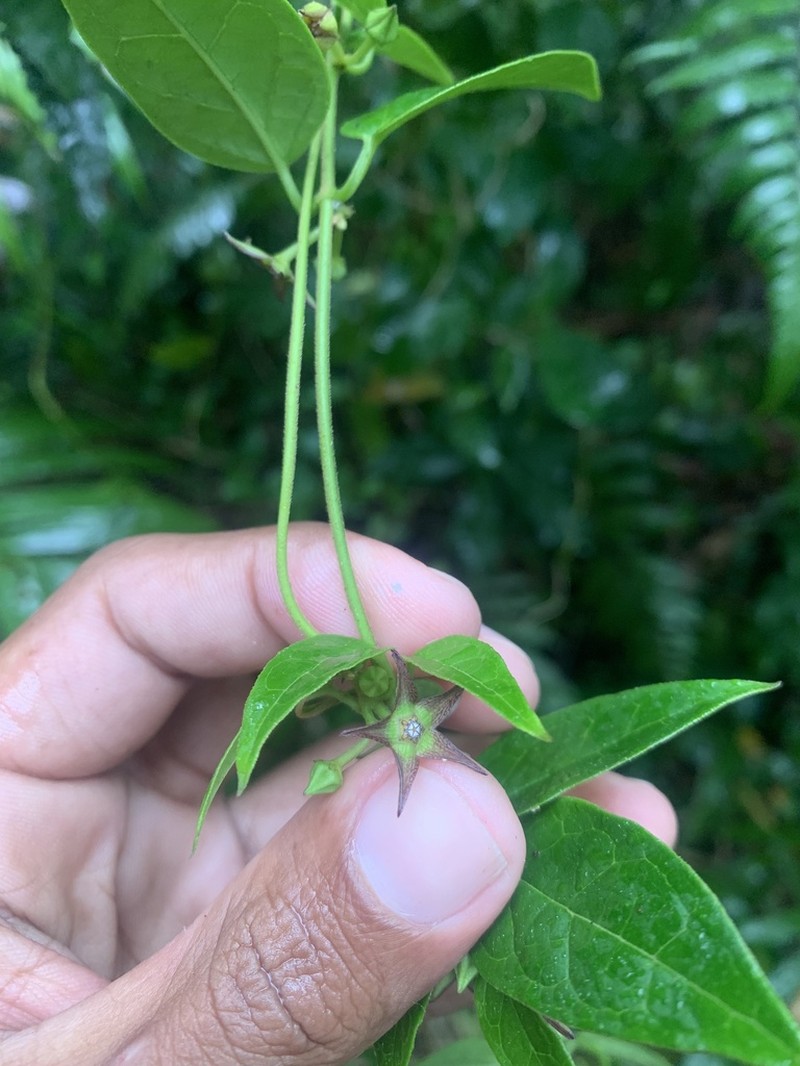 Sintenis' Milkvine photo 2