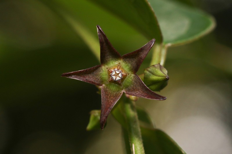 Sintenis' Milkvine photo 3