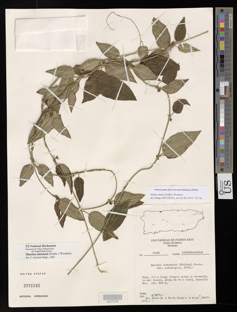 Sintenis' Milkvine photo 7