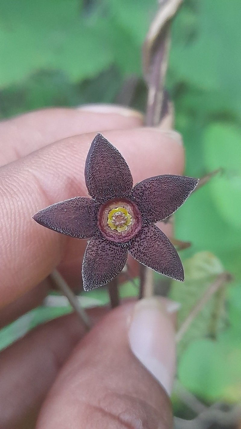 Matelea tezcatlipocantha