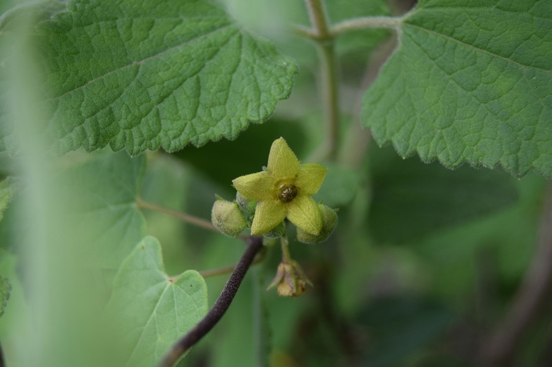 Matelea tezcatlipocantha photo 2