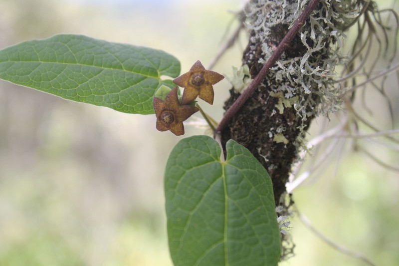 Matelea tezcatlipocantha photo 3
