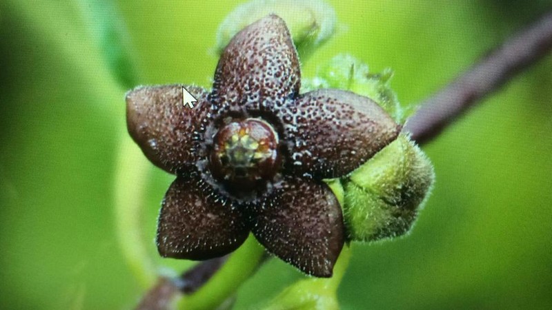 Matelea tezcatlipocantha photo 4