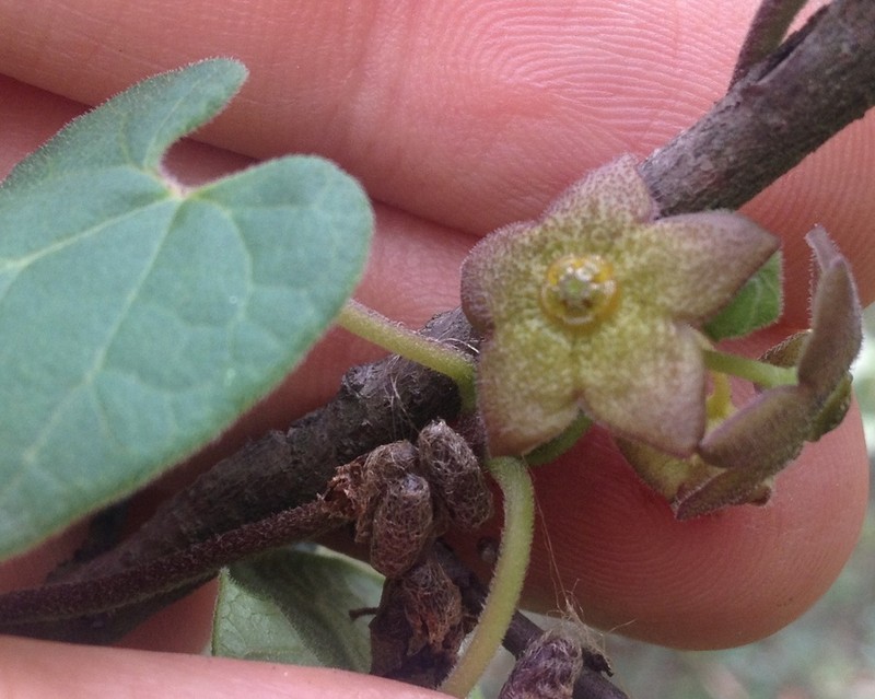 Matelea tezcatlipocantha photo 5