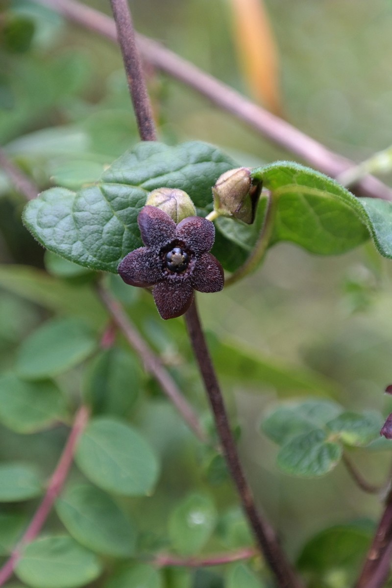 Matelea tezcatlipocantha photo 6