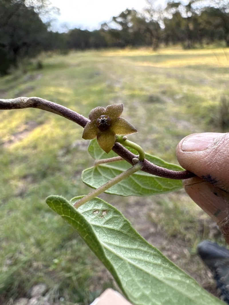 Matelea tezcatlipocantha photo 7