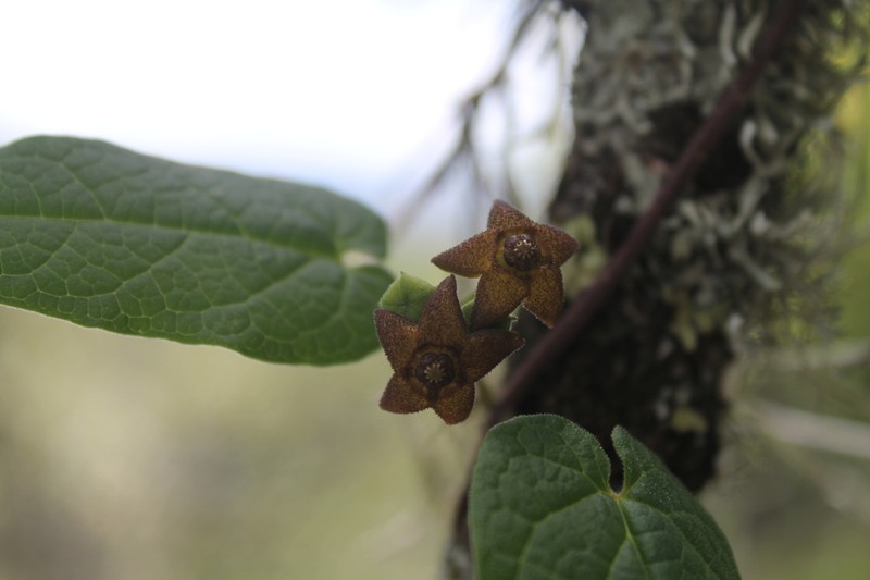 Matelea tezcatlipocantha photo 8