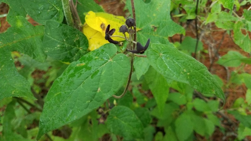 Matelea tlilxochitli
