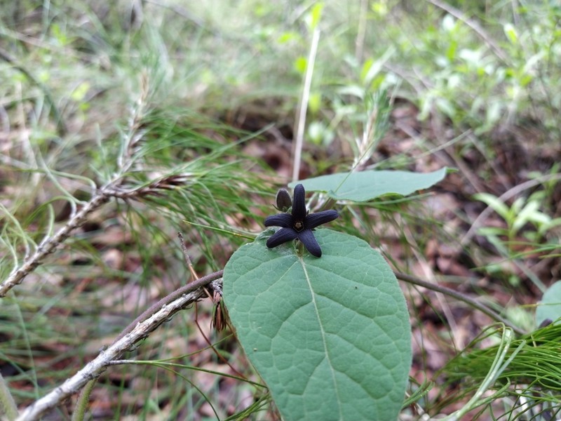 Matelea tlilxochitli photo 2