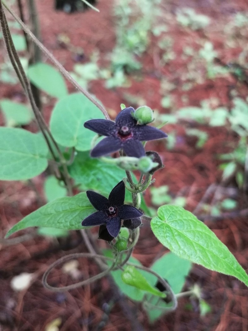 Matelea tlilxochitli photo 6