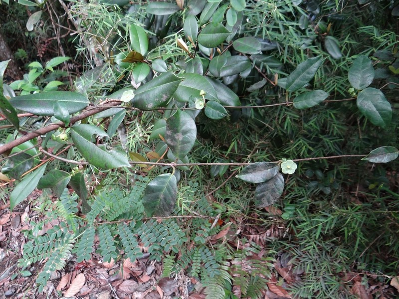 San Lorenzo Milkvine photo 2