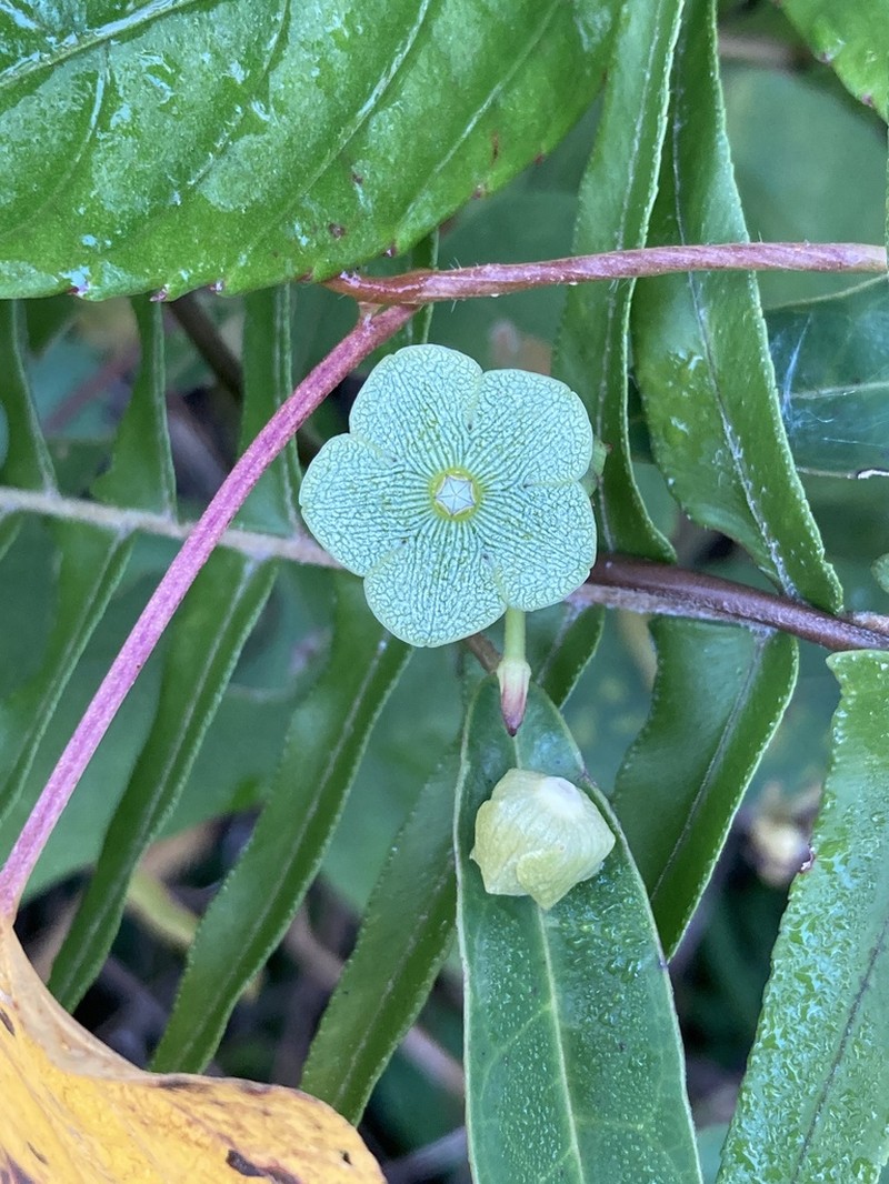 San Lorenzo Milkvine photo 3