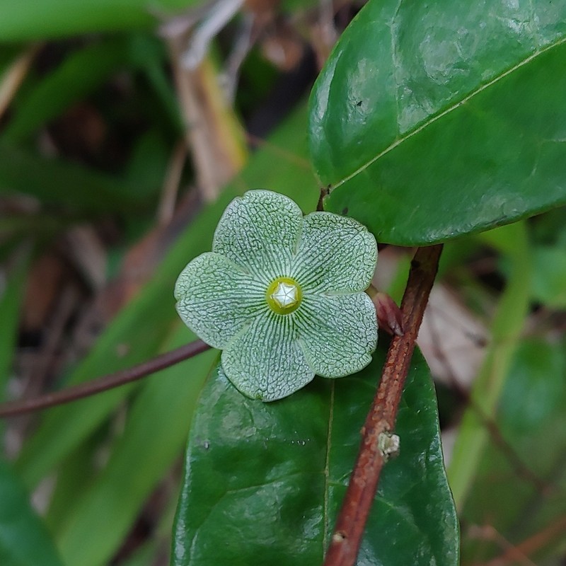San Lorenzo Milkvine photo 4