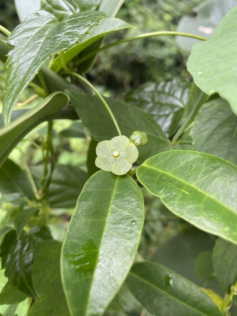 San Lorenzo Milkvine photo 6