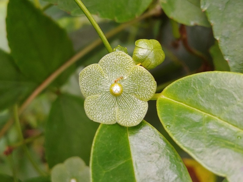 San Lorenzo Milkvine photo 8