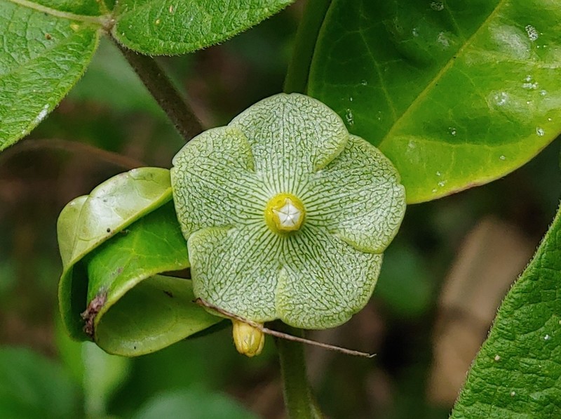 Variableleaf Milkvine photo 5