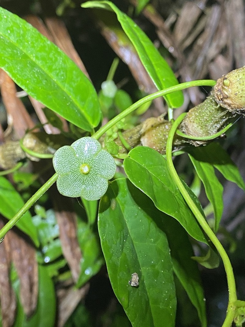 Variableleaf Milkvine photo 7