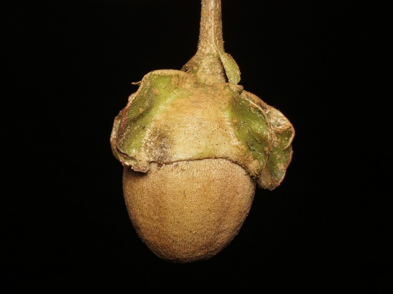 Matisia pacifica