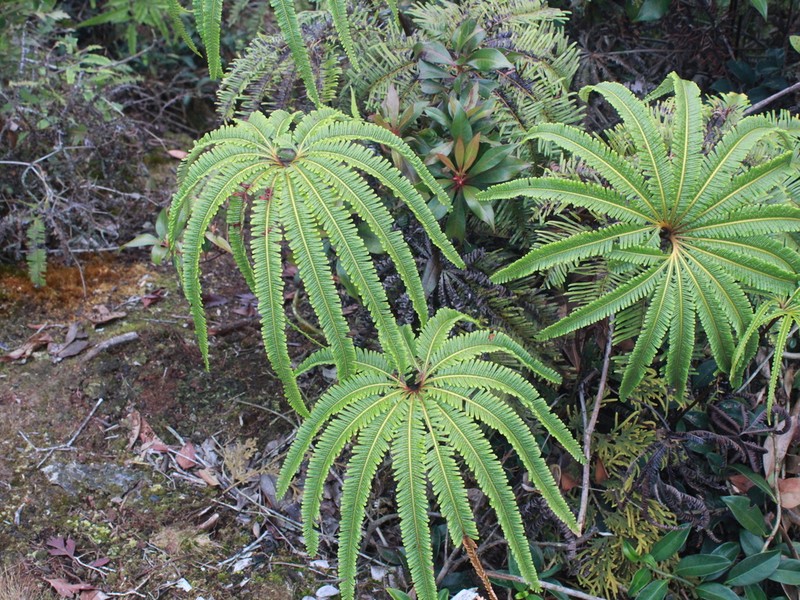 Matonia foxworthyi