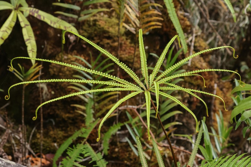 Matonia foxworthyi photo 2