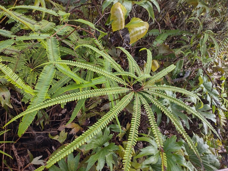 Matonia foxworthyi photo 3