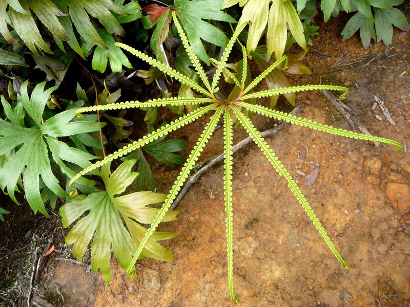 Matonia foxworthyi photo 4