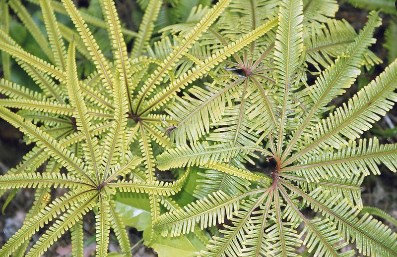 Matonia foxworthyi photo 5