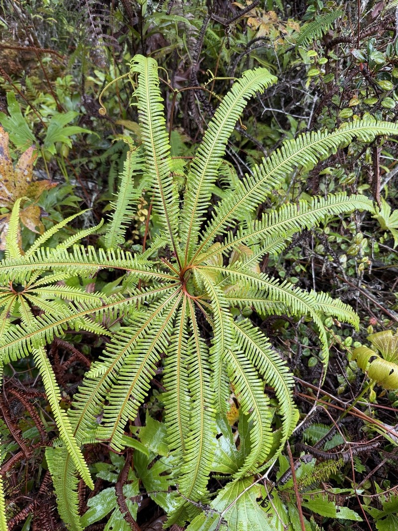 Matonia foxworthyi photo 6